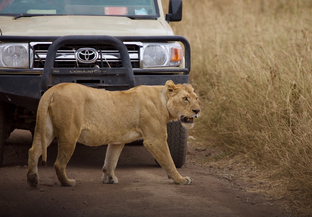 Photo Safari jeep